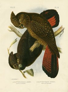 リーチのコカトゥー、1891 作： Gracius Broinowski